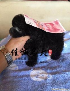 纯种泰迪幼犬多少钱一只 - 桂林28生活网 www.28life.com
