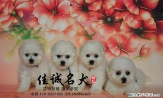 纯种比熊幼犬多少钱一只 - 桂林28生活网 www.28life.com