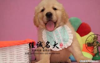 纯种金毛幼犬多少钱一只 - 桂林28生活网 www.28life.com