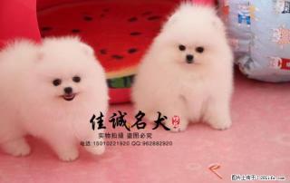 哪里卖纯种哈多利球体博美犬 - 桂林28生活网 www.28life.com