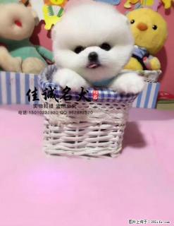 哪里有卖纯种茶杯博美犬的 - 桂林28生活网 www.28life.com