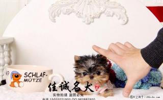 北京哪里卖纯种小体约克夏 - 桂林28生活网 www.28life.com