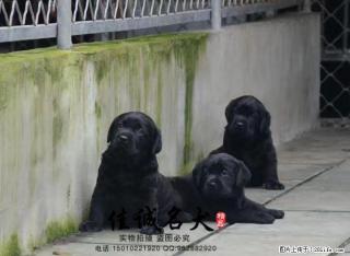 纯种拉布拉多幼犬多少钱一只 正规拉布拉多犬舍 - 桂林28生活网 www.28life.com