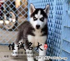 纯种哈士奇幼犬多少钱一只 正规哈士奇犬舍 - 桂林28生活网 www.28life.com