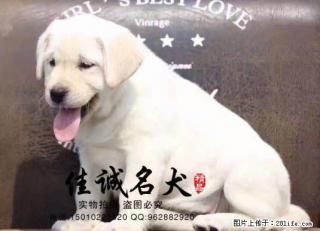哪里有卖纯种宠物级拉布拉多犬的 - 桂林28生活网 www.28life.com