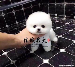 哪里有卖纯种宠物级博美犬的 - 桂林28生活网 www.28life.com