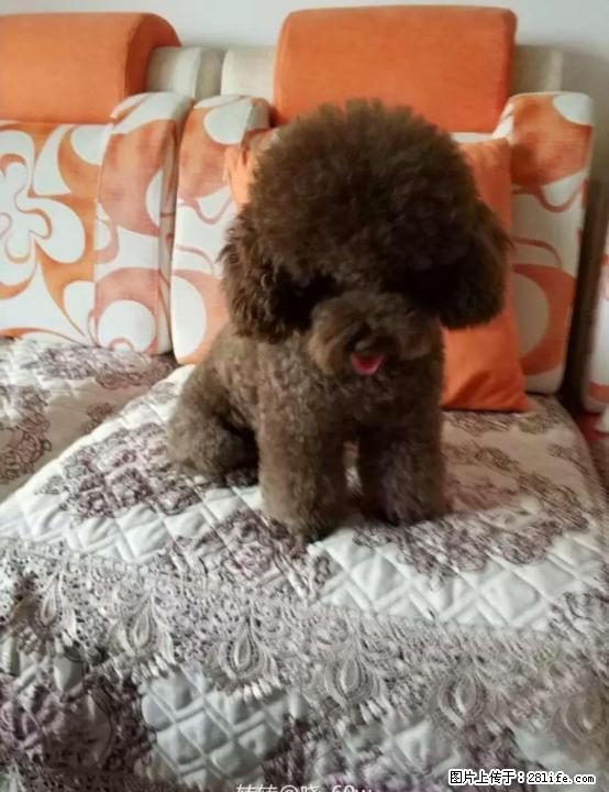 自家养纯种泰迪犬灰色的 - 宠物交易 - 宠物信息 - 桂林分类信息 - 桂林28生活网 www.28life.com
