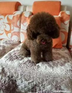 自家养纯种泰迪犬灰色的 - 桂林28生活网 www.28life.com