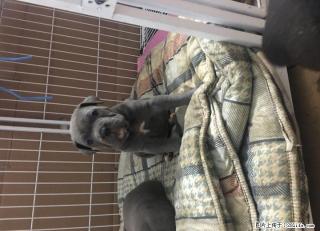 卡斯罗幼犬强势来袭！！ - 桂林28生活网 www.28life.com