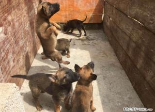 出售2个月小马犬，3公2母 - 桂林28生活网 www.28life.com