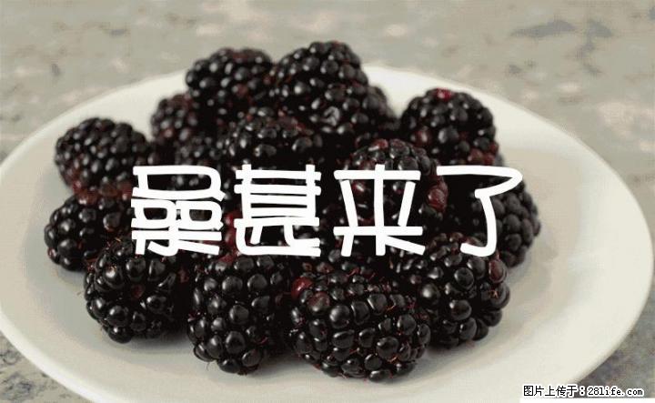 桂林地区桑果大量采摘 联系电话:15907839476 - 农作物 - 农林牧渔 - 桂林分类信息 - 桂林28生活网 www.28life.com