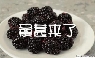 桂林地区桑果大量采摘  联系电话：15907839476 - 桂林28生活网 www.28life.com