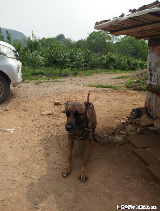 猎犬阿郎哥。111111 - 宠物交易 - 宠物信息 - 桂林分类信息 - 桂林28生活网 www.28life.com