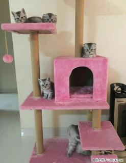 家养英短折耳猫猫求主人带走 - 桂林28生活网 www.28life.com