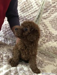 出售家养泰迪宝宝3个月大 - 桂林28生活网 www.28life.com