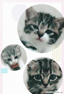 两个月大，家养，短毛猫，个人 - 桂林28生活网 www.28life.com
