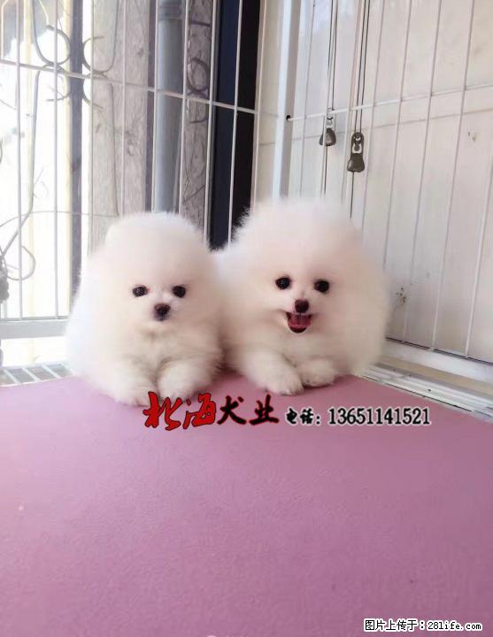 湖南长沙纯种博美犬价格 - 宠物交易 - 宠物信息 - 桂林分类信息 - 桂林28生活网 www.28life.com