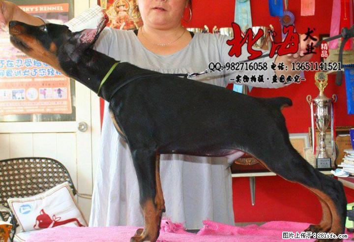 重庆纯种杜宾犬多少钱一只 - 宠物交易 - 宠物信息 - 桂林分类信息 - 桂林28生活网 www.28life.com