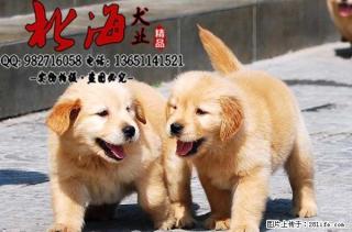 广东深圳纯种金毛犬价格 - 桂林28生活网 www.28life.com