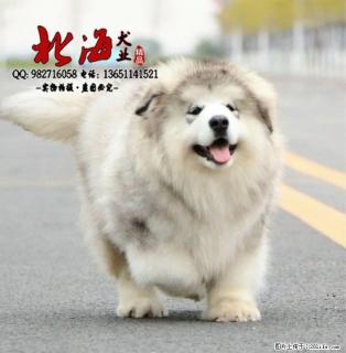 西安纯种阿拉斯加幼犬价格 - 桂林28生活网 www.28life.com