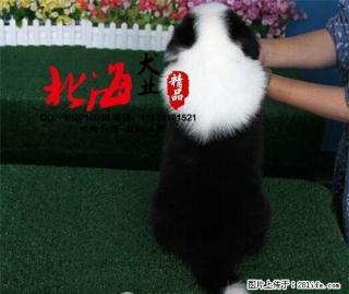 湖南长沙纯种边境牧羊犬价格 - 桂林28生活网 www.28life.com