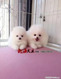 湖南长沙纯种博美犬价格 - 桂林28生活网 www.28life.com