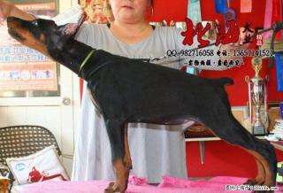 重庆纯种杜宾犬多少钱一只 - 桂林28生活网 www.28life.com
