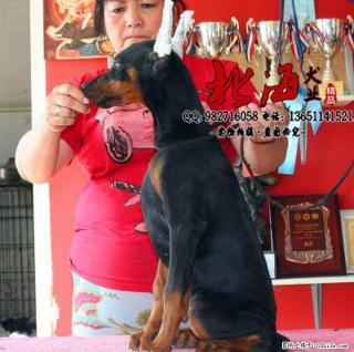 廊坊纯种杜宾犬多少钱一只 - 桂林28生活网 www.28life.com