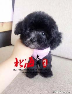 北京哪里卖纯种泰迪幼犬多少钱一只 - 桂林28生活网 www.28life.com