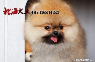 北京哪里卖纯博美犬多少钱一只 - 桂林28生活网 www.28life.com