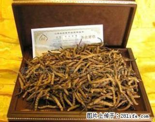 同仁堂回收冬虫夏草13651134234阿娇回收 - 桂林28生活网 www.28life.com