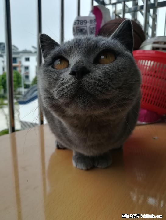 漂亮蓝猫妹妹找男盆友 - 宠物交易 - 宠物信息 - 桂林分类信息 - 桂林28生活网 www.28life.com