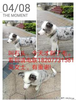 寻找6个月陨石边牧，公，叫石头 - 桂林28生活网 www.28life.com