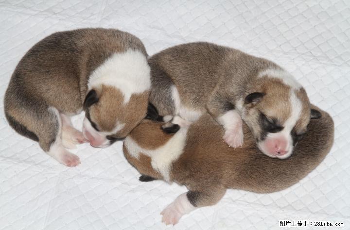 双血统赛级柯基幼犬，4公1母，欢迎预订 - 宠物交易 - 宠物信息 - 桂林分类信息 - 桂林28生活网 www.28life.com