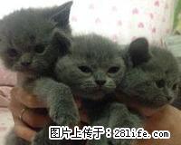 英短蓝猫幼崽出售18778395442刘姐 - 桂林28生活网 www.28life.com