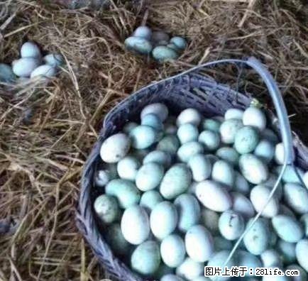 桂林正宗土鸡蛋保证没有吃一点饲料 - 礼品刀具 - 特色礼品 - 桂林分类信息 - 桂林28生活网 www.28life.com
