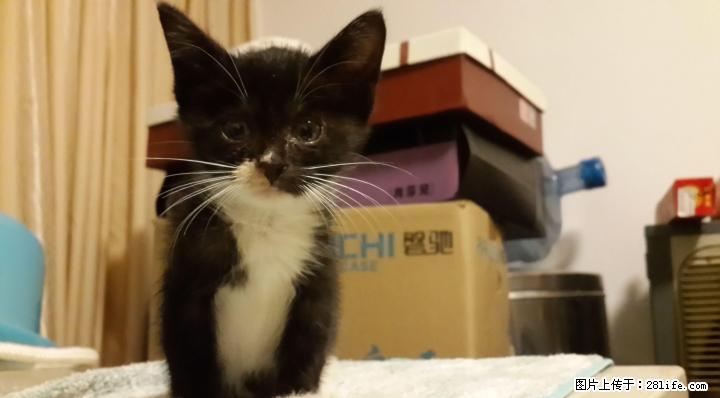 土猫免费赠送........ - 宠物交易 - 宠物信息 - 桂林分类信息 - 桂林28生活网 www.28life.com