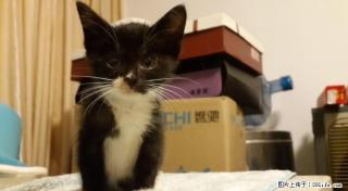 土猫免费赠送........ - 桂林28生活网 www.28life.com
