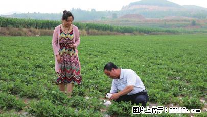 山东七彩花生第一人宋作平 - 农作物 - 农林牧渔 - 桂林分类信息 - 桂林28生活网 www.28life.com