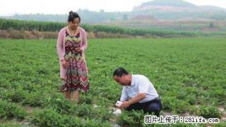 山东七彩花生第一人宋作平 - 桂林28生活网 www.28life.com