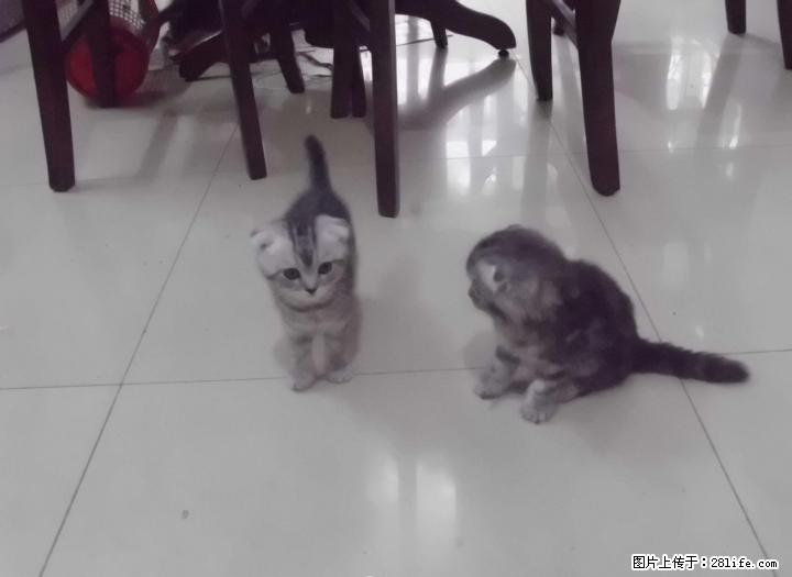 喜欢小猫的看一看，卖两个月大小猫啦！ - 宠物交易 - 宠物信息 - 桂林分类信息 - 桂林28生活网 www.28life.com
