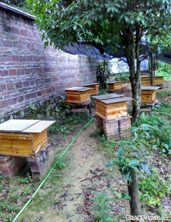 中华蜂出售，包教技术。 - 礼品刀具 - 特色礼品 - 桂林分类信息 - 桂林28生活网 www.28life.com