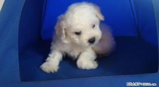 法国卷毛比熊3只小帅哥出售 - 桂林28生活网 www.28life.com