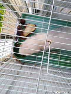 高等宠物貂急转580块可小刀 - 桂林28生活网 www.28life.com