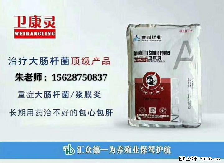 教你一招,如何治疗肉鸡气囊炎混感大肠杆菌 - 牲畜 - 农林牧渔 - 桂林分类信息 - 桂林28生活网 www.28life.com