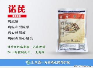 教你一招三天治好肉鸡新城疫 - 桂林28生活网 www.28life.com