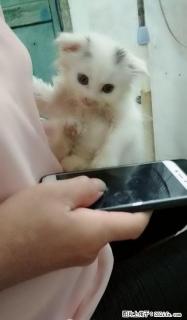 折耳猫有偿领养,机不可失喔~~ - 桂林28生活网 www.28life.com