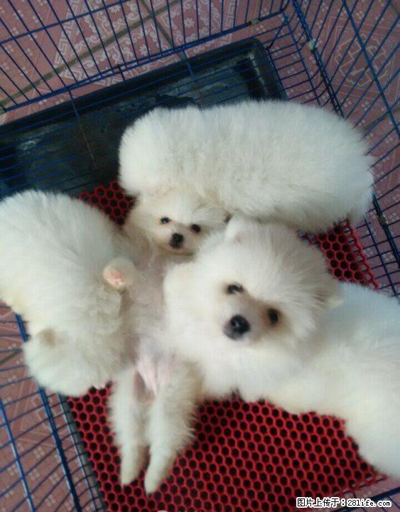 【送养】纯种博美免费送人领养，怀孕了不能再养了 - 宠物交易 - 宠物信息 - 桂林分类信息 - 桂林28生活网 www.28life.com