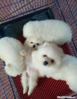 【送养】纯种博美免费送人领养，怀孕了不能再养了 - 桂林28生活网 www.28life.com