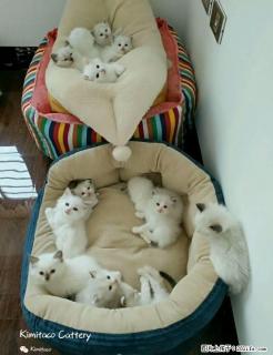 出售家庭猫舍自己养的布偶猫 - 桂林28生活网 www.28life.com
